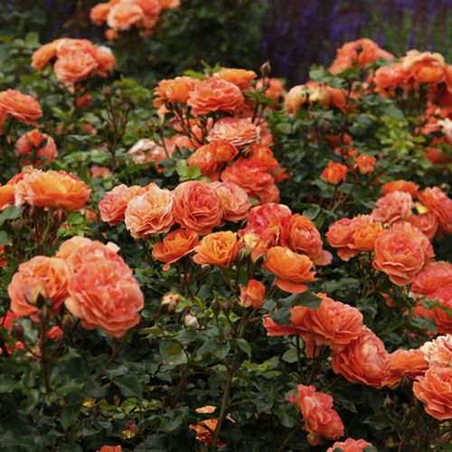 Záhonová ruža - floribunda - Ruža - Phoenix® - 